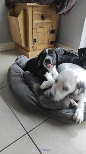 Home Raised Teacup Puppies & Dogs for sale ❤️❤️