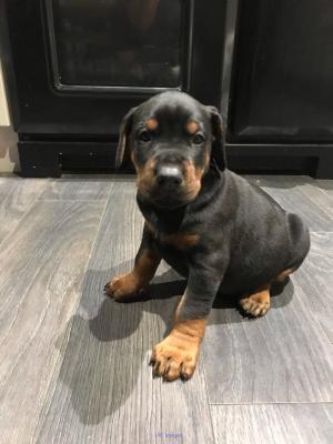 Home Trained French Bulldog puppies for sale.