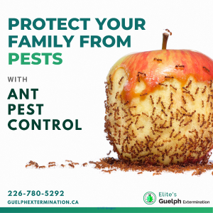 Ant Pest Control