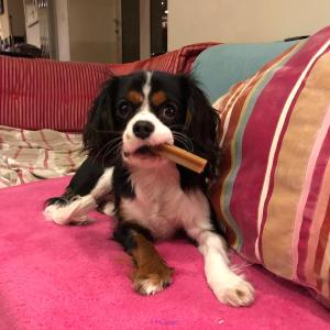 Male and female king Charles Puppies available