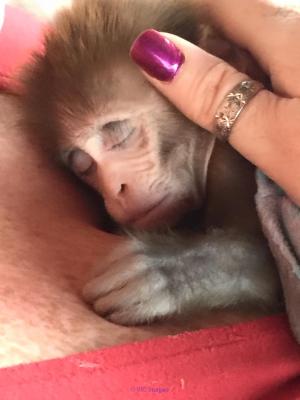 AVAILABLE LOVELY BABY MONKEY FOR ADOPTION
