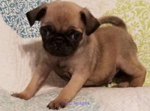 Male and Female Pug Puppies Available For Adoption