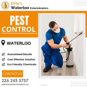 Pest Control Service