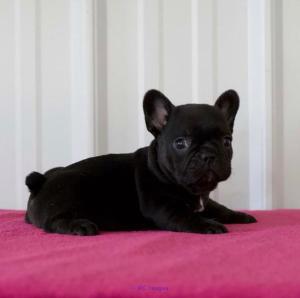 french bulldog puppies | french bulldog for sale