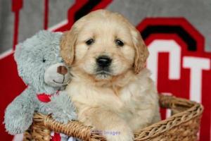 lovely Golden Retriever Puppies