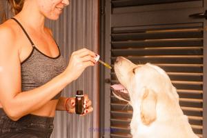 Buy Best CBD Oil For Dog Pain