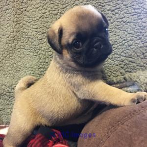 Pug Puppies for Sale Under $500 Near Me
