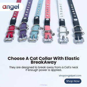 Buy handmade Dog & Cat Collar @Shopangelpet