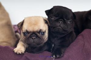 Pug Puppies for Sale Under $500