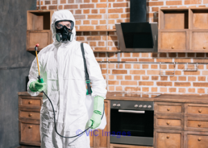 Pest Control In Vancouver