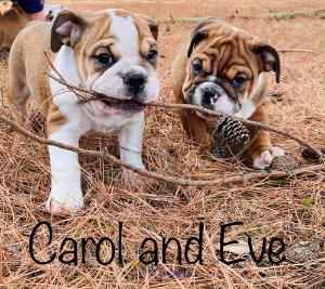 Quality English Bulldog Pupies For Sale To New HOMES