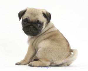 Well Trained Pug Puppies for sale