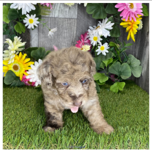 Toy poodle puppies for rehoming