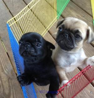 Purebred Pug Puppies Available