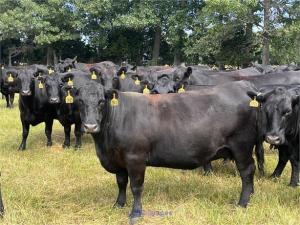 60 black Angus bred cows for sale