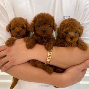 Stunning Toy Poodle Puppies Available