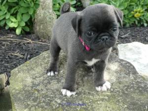 Pug Puppies for Adoption