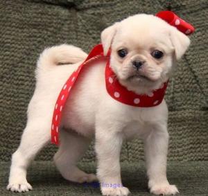 Purebred Pug Puppies for sale Near me