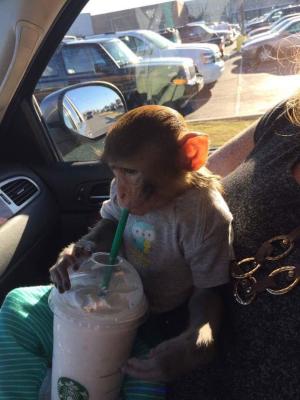 LOVELY BABY RHESUS MACAQUE FOR REHOMING
