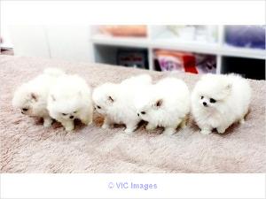 Charming Teacup Pomeranian Puppies for sale