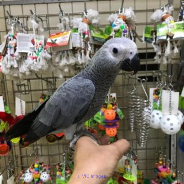 Different kinds of Parrots for sale