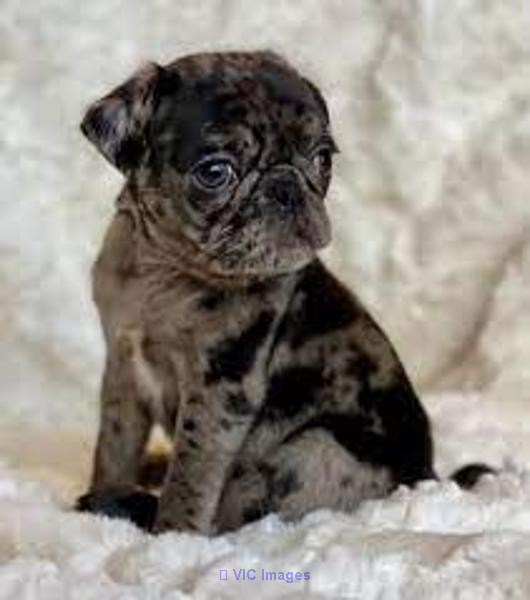 Purebred Pug Puppies for sale Near me