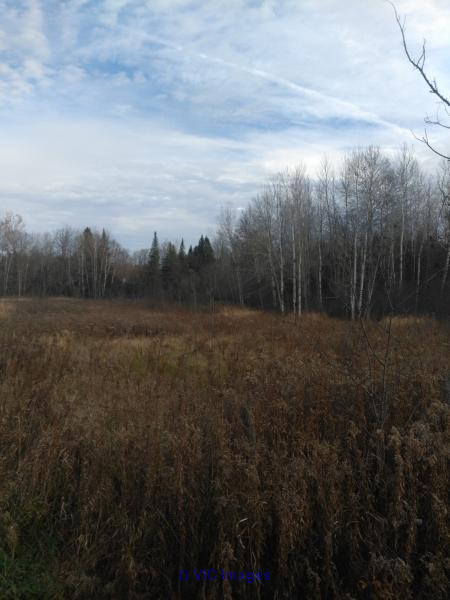 2.5 acre wooded lot in Ottawa