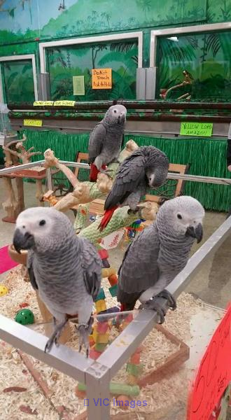 Adorable males and females African grey parrots for adoption