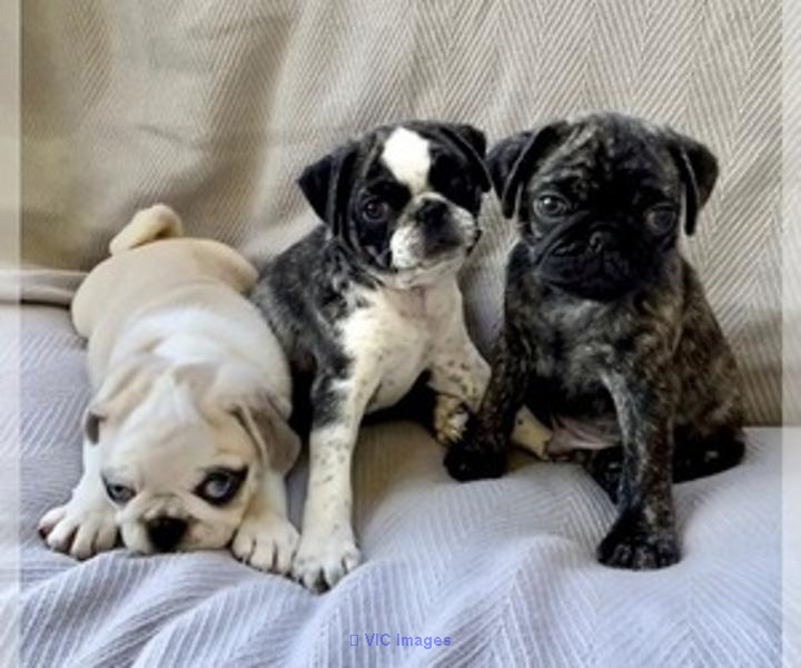 Affordable Male and Female Healthy Pug Puppies