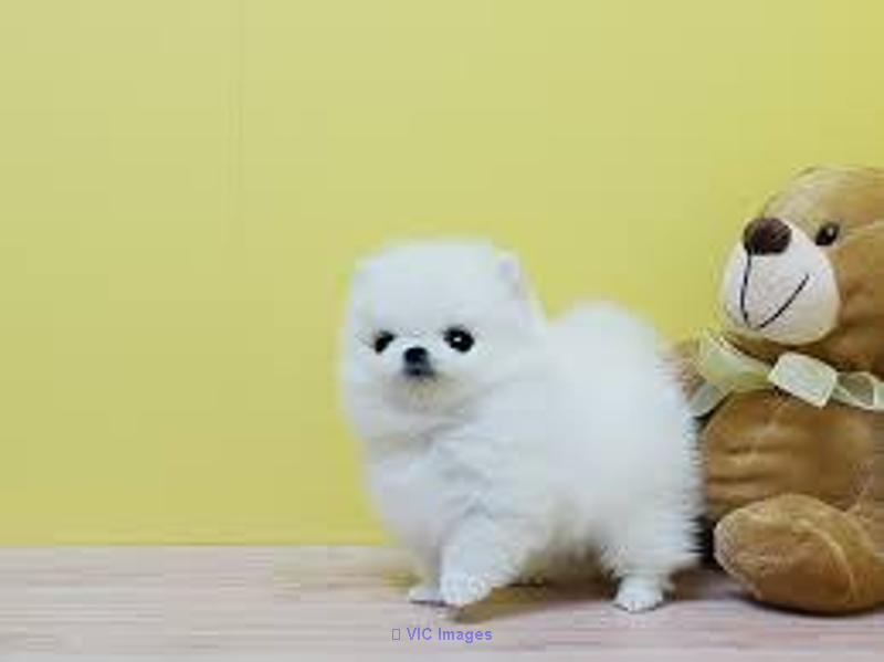 Charming Teacup Pomeranian Puppies Text via (719)982-8517