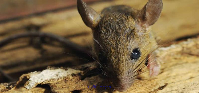 Pest control surrey