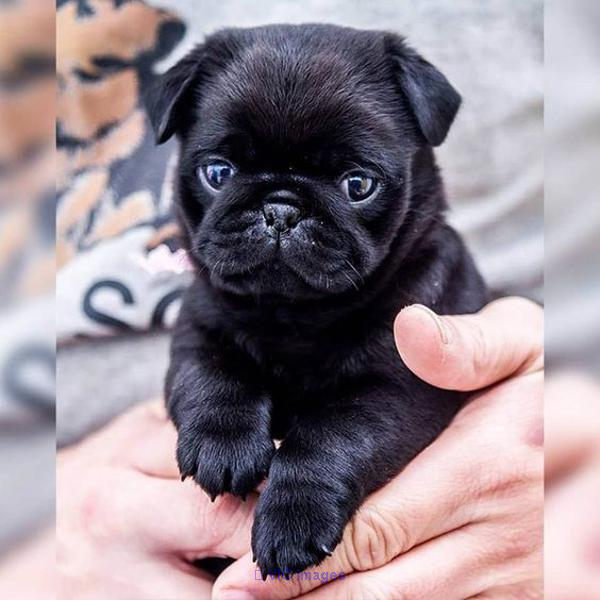 Pug Puppies for sale | Pug Puppies For Adoption Near Me