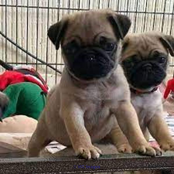 PUG PUPPIES NEAR ME | PUG PUPPIES FOR ADOPTION | CHEAP PUGS