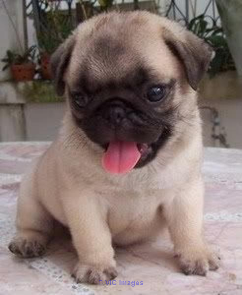 Purebred Pug Puppies for sale Near me