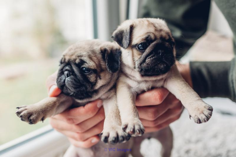 PUG PUPPIES NEAR ME | PUG PUPPIES FOR ADOPTION | CHEAP PUGS
