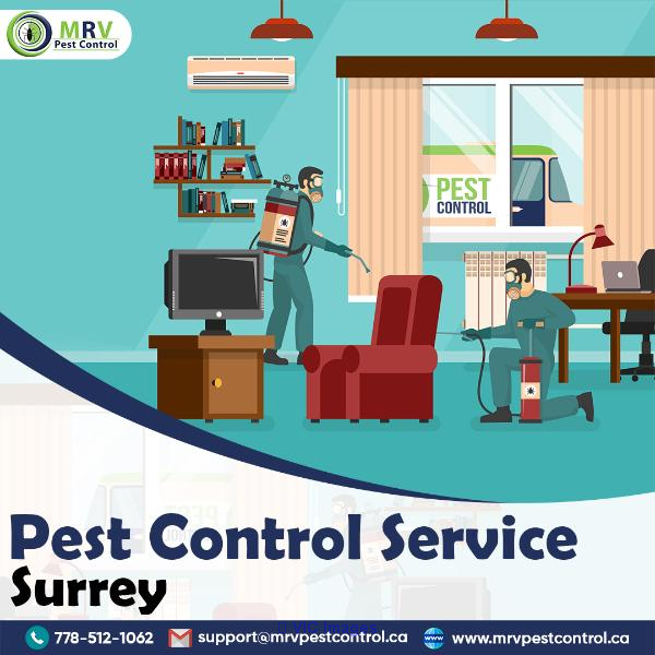 Pest Control Service Surrey