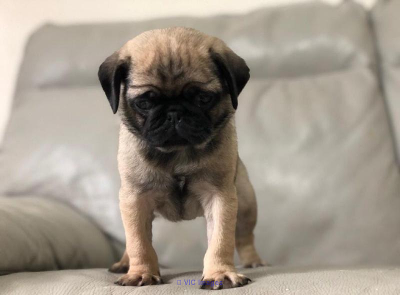 charming pug pups