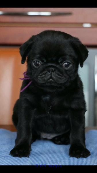 Out stunning Pug  Puppies For Adoption