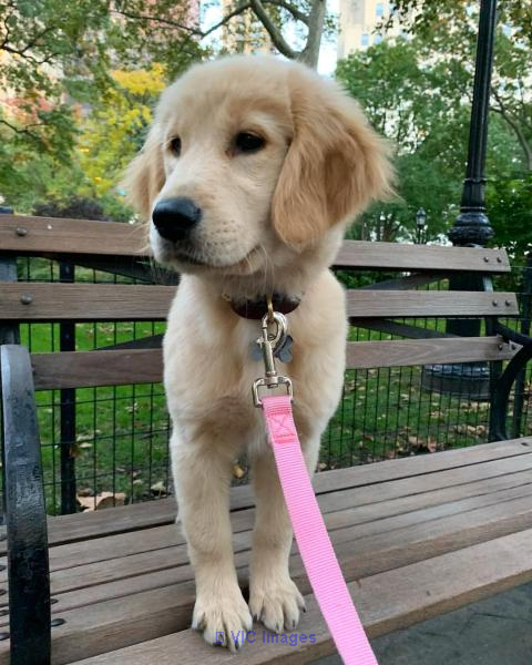 CUTE-- golden retriever puppy