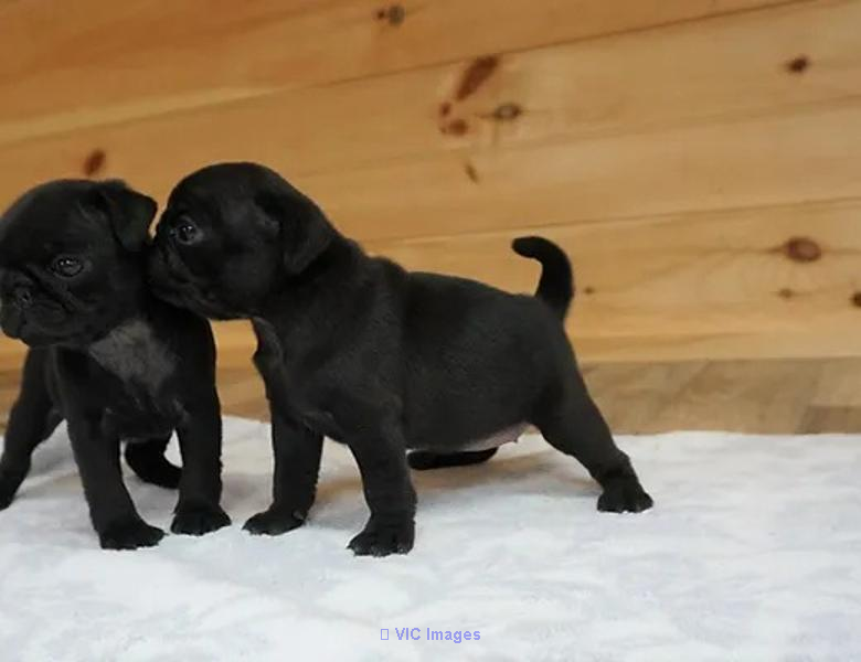 AKC Registered Male and Female Pug Puppies for Adoption