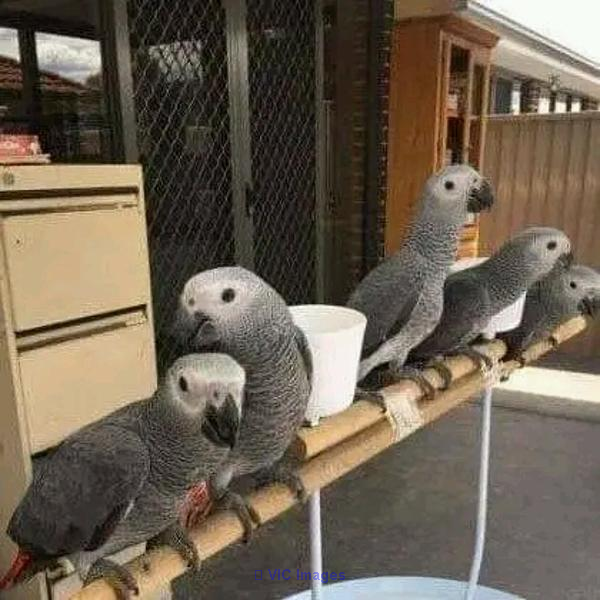 SWEET AFFECTIONATE AFRICAN GREY PARROTS FOR SALE