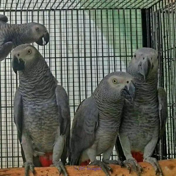 SWEET AFFECTIONATE AFRICAN GREY PARROTS FOR SALE