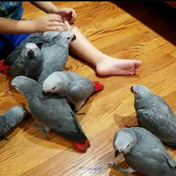 AFFECTIONATE AFRICAN GREY PARROTS FOR SALE