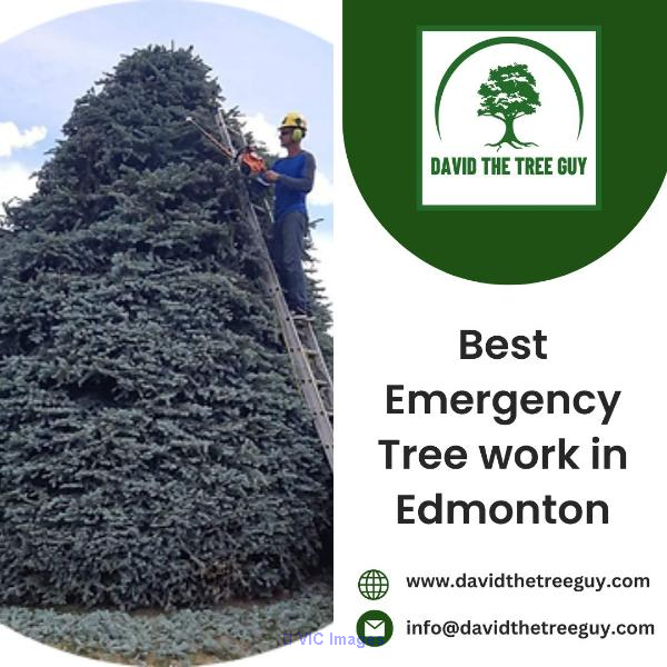 Best Emergency Tree work in Edmonton
