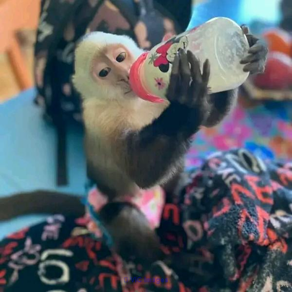 Friendly babies monkeys available for sale