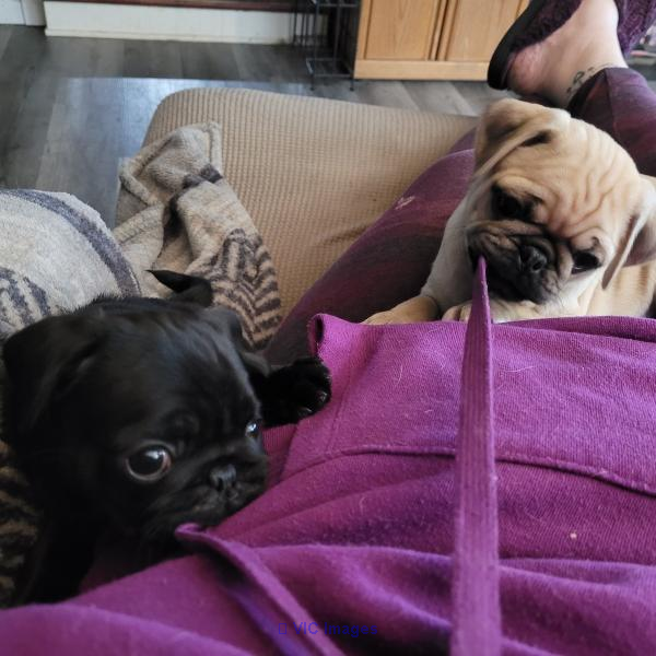 Pugs for Sale Near me Under $500 | Pug Breeders Near me |Cheap Pug Pup