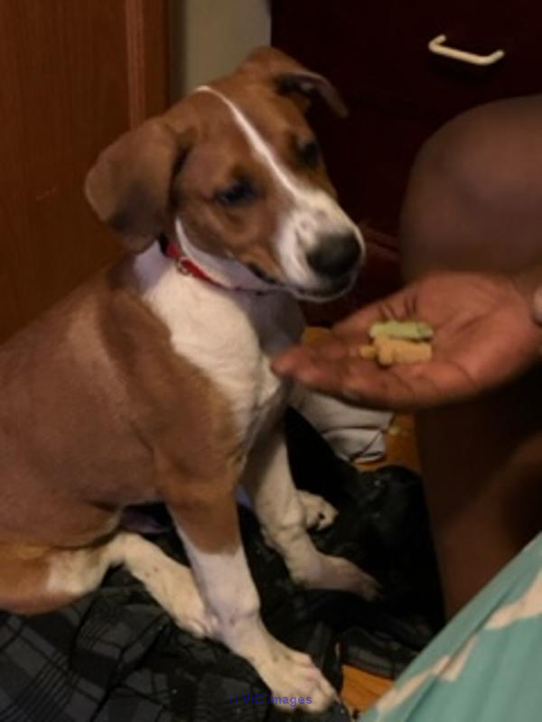 Did Your Dog Make A Mess On The Balcony?