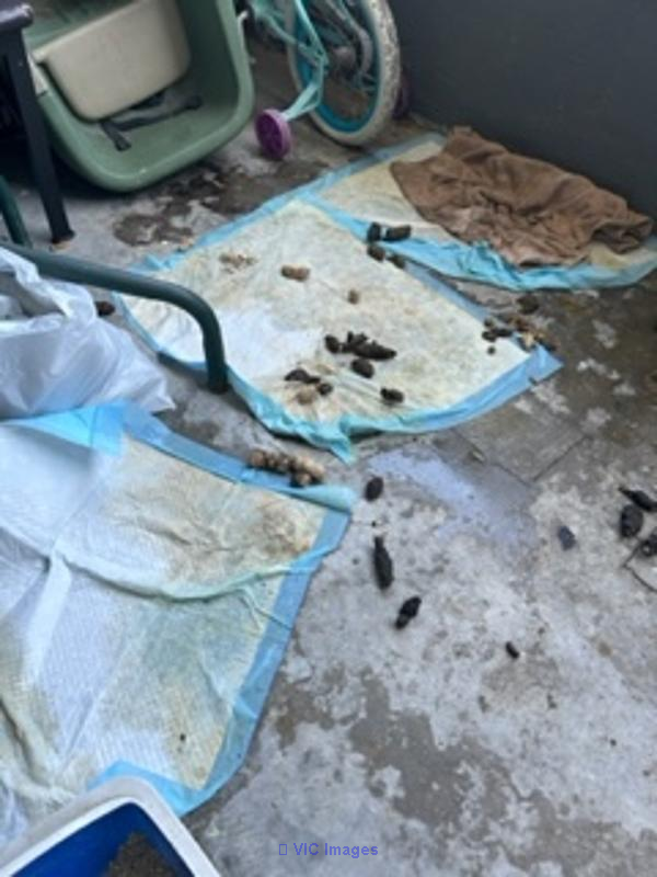 Balcony Cleaning Pet Special