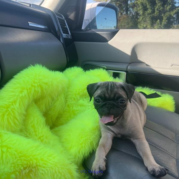 Male And Female Pugs Looking For 5 Stars Homes