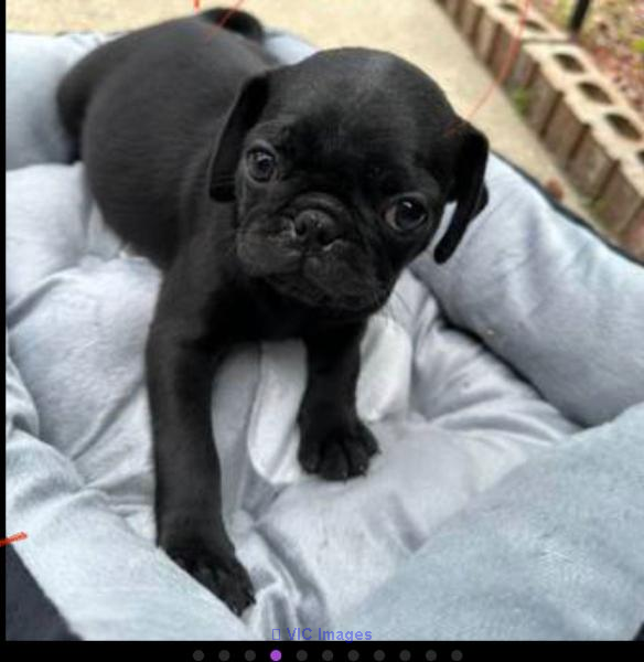 PUG PUPPIES FOR SALE NEAR ME